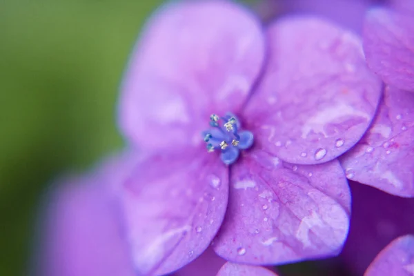Close-up fotografie van paars roze hortensia bloem — Stockfoto