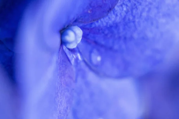 Крупним планом фотографії синьої квітки гортензії — стокове фото