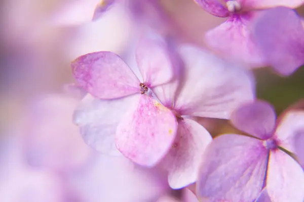 Close up fotografie van lichtroze hortensia bloem — Stockfoto