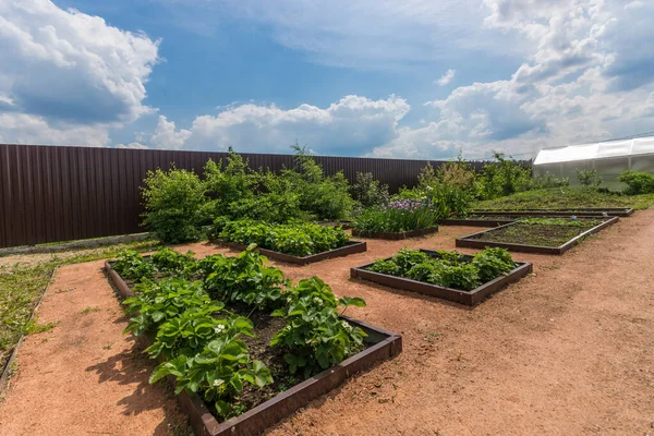 Privater Gemüsegarten Mit Verschiedenen Pflanzen Die Auf Beeten Wachsen — Stockfoto