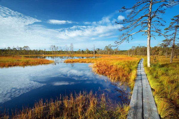 Viru-Moor im Lahemaa-Nationalpark — Stockfoto