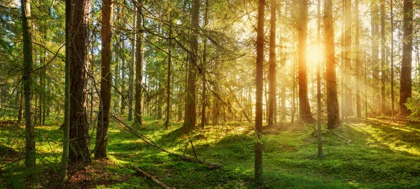 Lahemaa nationalpark skog — Stockfoto