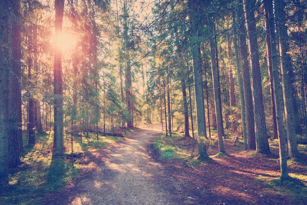 Lahemaa 국립 공원 숲 — 스톡 사진