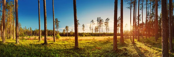 Foresta di conifere con sole mattutino splendente — Foto Stock