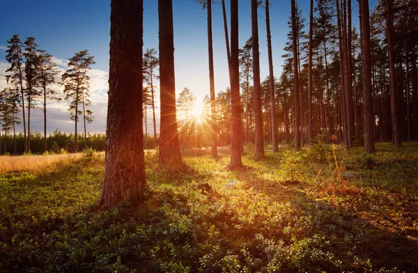 Floresta de coníferas com sol da manhã brilhando — Fotografia de Stock