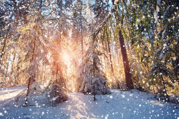 Tallar täckta med snö på frostig kväll — Stockfoto