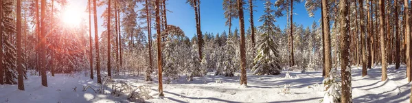 Kiefern mit Schnee bedeckt — Stockfoto