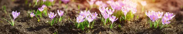 Panorámás kilátás a tavaszi virágokra a parkban — Stock Fotó