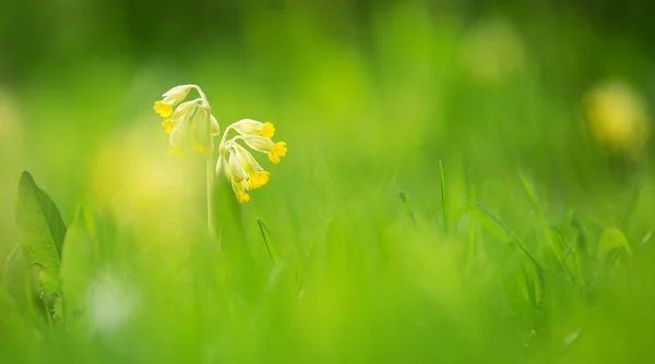 Vista panorámica a las flores de primavera en el parque —  Fotos de Stock