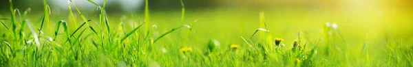 Fondo de hierba verde fresca en el soleado día de verano — Foto de Stock