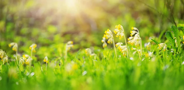 Panoramic view to spring flowers in the park — Stock Photo, Image