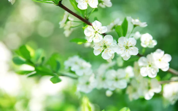Fond flou de prunier en fleurs au printemps — Photo