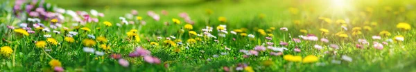 Meadow with lots of white and pink spring daisy flowers and yellow dandelions in sunny day — Stock Photo, Image