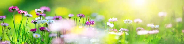白やピンクの春のデイジーの花がたくさんある草原 — ストック写真