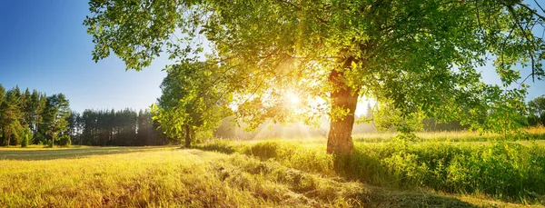 Listoví stromů v krásném ranním světle se slunečním světlem v létě — Stock fotografie