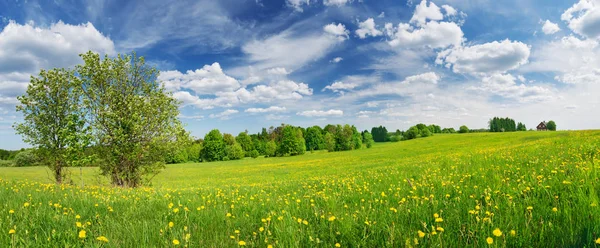 Campo verde con dientes de león blancos y amarillos al aire libre en la naturaleza en verano —  Fotos de Stock