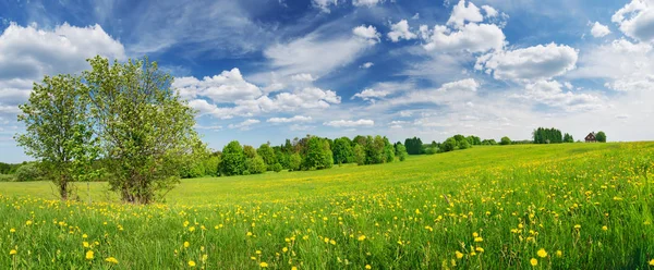 Campo verde con denti di leone bianchi e gialli all'aperto in natura in estate — Foto Stock