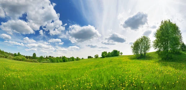 Grönt fält med vita och gula maskrosor utomhus i naturen på sommaren — Stockfoto