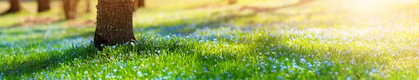 Vista panorámica a las flores de primavera en el parque —  Fotos de Stock