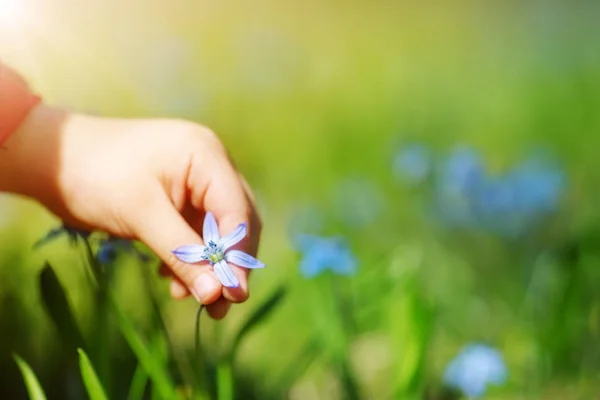 Dítě sbírá květinu v krásném jarním dni — Stock fotografie