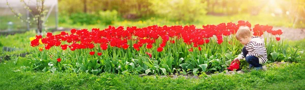 Malé dítě kráčející v blízkosti tulipánů na záhonu v krásném jarním dni — Stock fotografie