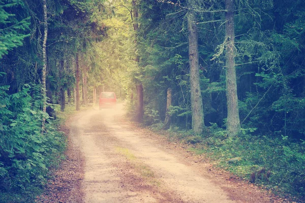 Red car on country road in wild fir forest — 스톡 사진