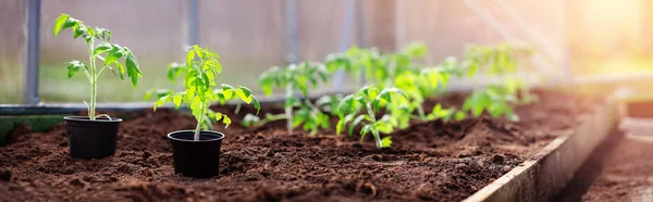 Tomato seedlings growing in the soil at greenhouse — Stock Photo, Image