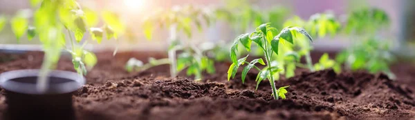 Tomatensetzlinge wachsen im Boden des Gewächshauses — Stockfoto