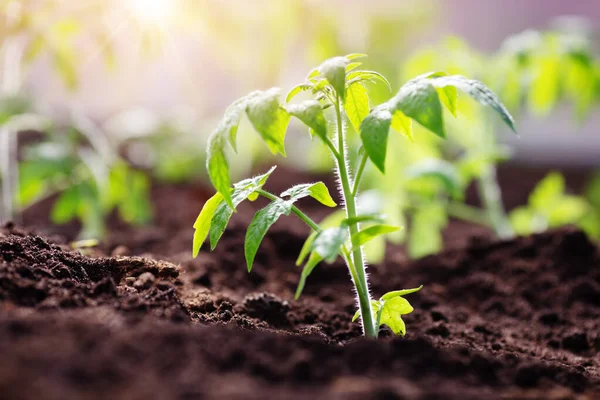 Paradicsom palánták termesztése a talajban üvegházban — Stock Fotó