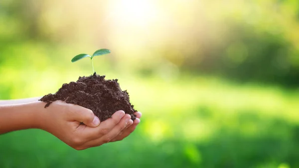 Hände eines Kindes, das sich um einen Sämling in der Erde kümmert — Stockfoto