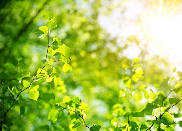 Nouvelles feuilles de bouleau sur fond vert printemps — Photo