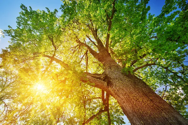 아침 햇살을 받는 나무 잎 — 스톡 사진