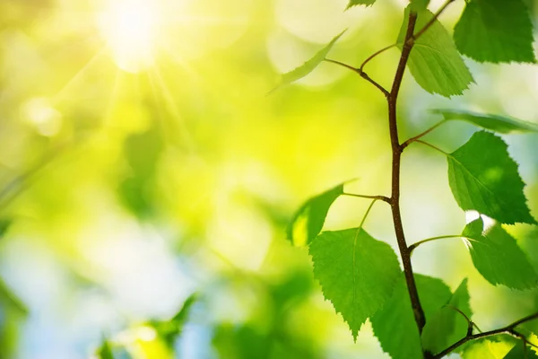 Nieuwe berken bladeren op groene lente achtergrond — Stockfoto