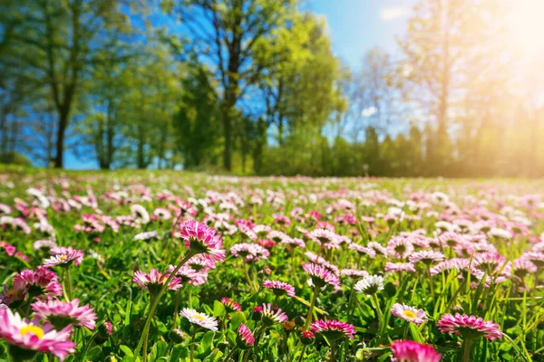 Meadow with lots of white and pink spring daisy flowers in sunny day — Stock Photo, Image