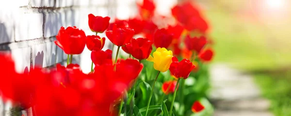 Tulipány v záhonech na zahradě na jaře — Stock fotografie