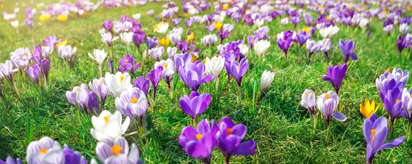 Vista panorâmica para flores de primavera no parque — Fotografia de Stock