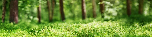 Tall och gran skog panorama på våren — Stockfoto