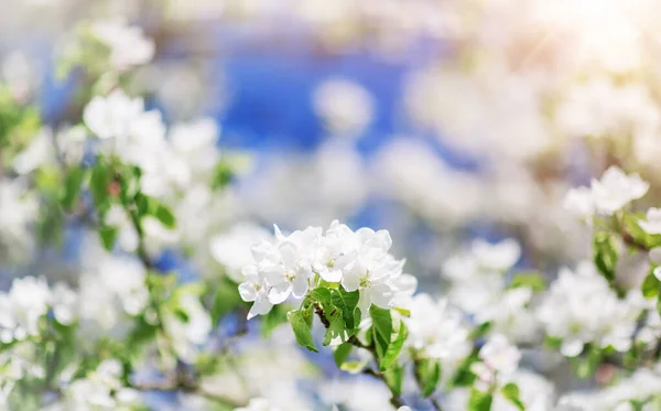 Niewyraźne tło jabłoni z wiosennymi kwiatami — Zdjęcie stockowe