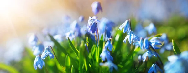 Panoramisch uitzicht op lentebloemen in het park — Stockfoto