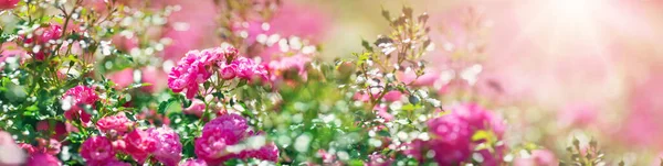 Rózsa virágok virágzik a szabadban a tavaszi virágzás — Stock Fotó