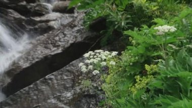 Dağ Kurtat Kuzey Osetya