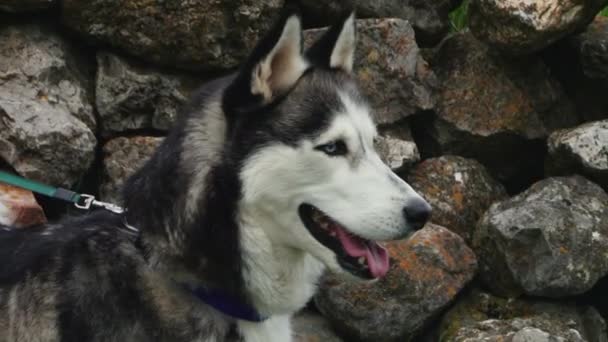 chien en montagne Kurtat 