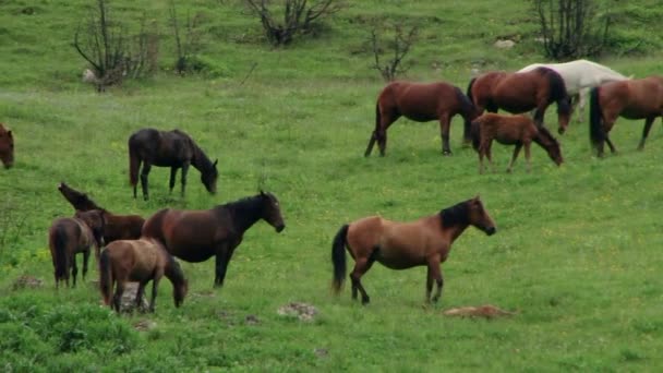 Manada de caballos en la montaña Kurtat — Vídeos de Stock