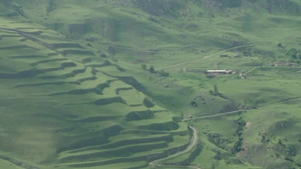 Kurtat de montagne en Ossétie du Nord — Video