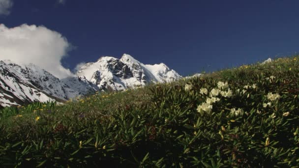 Kurtat de montaña en Osetia del Norte — Vídeos de Stock