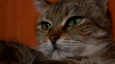 kedi kameraya poz veriyor.