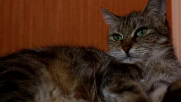 Gato posando para la cámara — Vídeo de stock