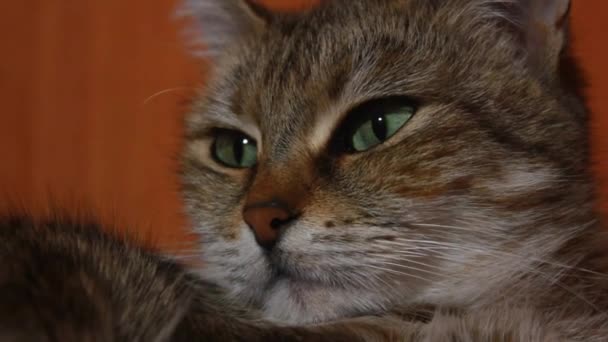Kočka pózující pro kameru — Stock video