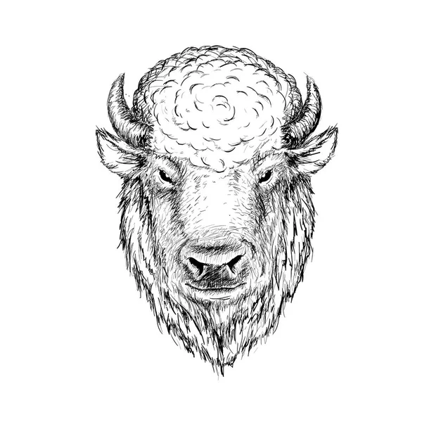 Head of buffalo. — Stock Vector