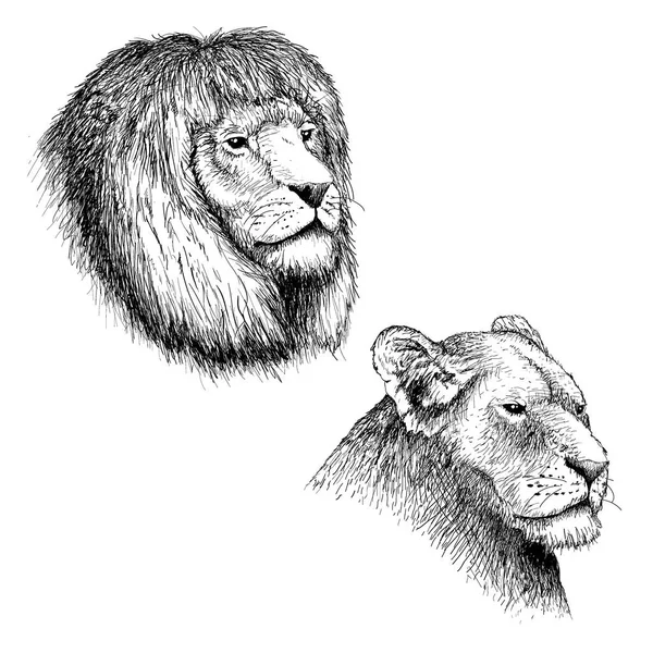 Tête de lion et lionne — Image vectorielle